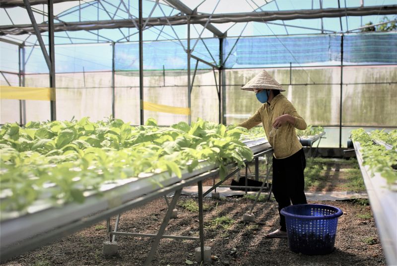 Afarmの農業モデルが、人々の雇用を創出し地域経済を発展させることが期待されている　ⓒ ictvietnam